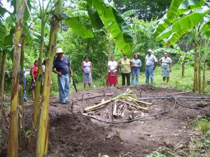 P. Seguridad Aliemntaria (1)