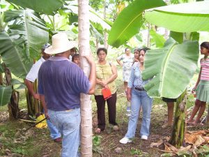 P. Seguridad Aliemntaria (3)